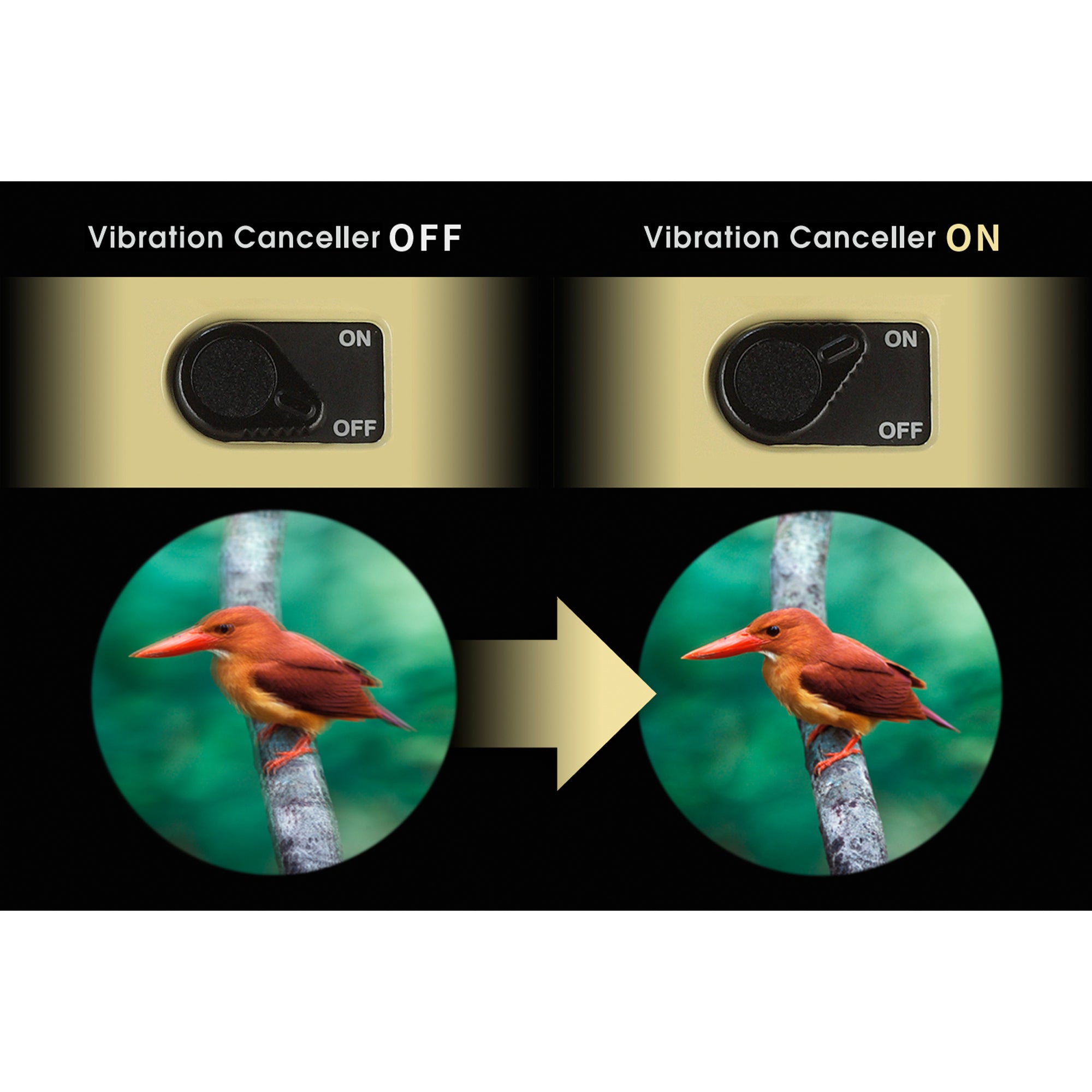 Vixen ATERA H12x30 Image Stabilized Binoculars - Crystal Clear Views Anytime, Anywhere!