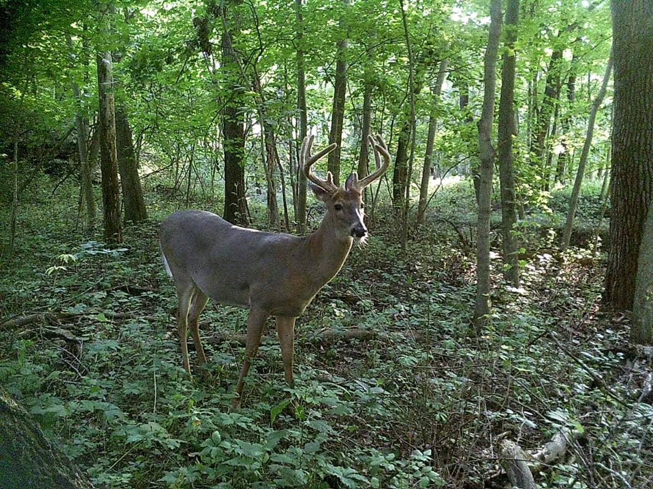 5MP Bresser Game Camera - Capture Every Moment