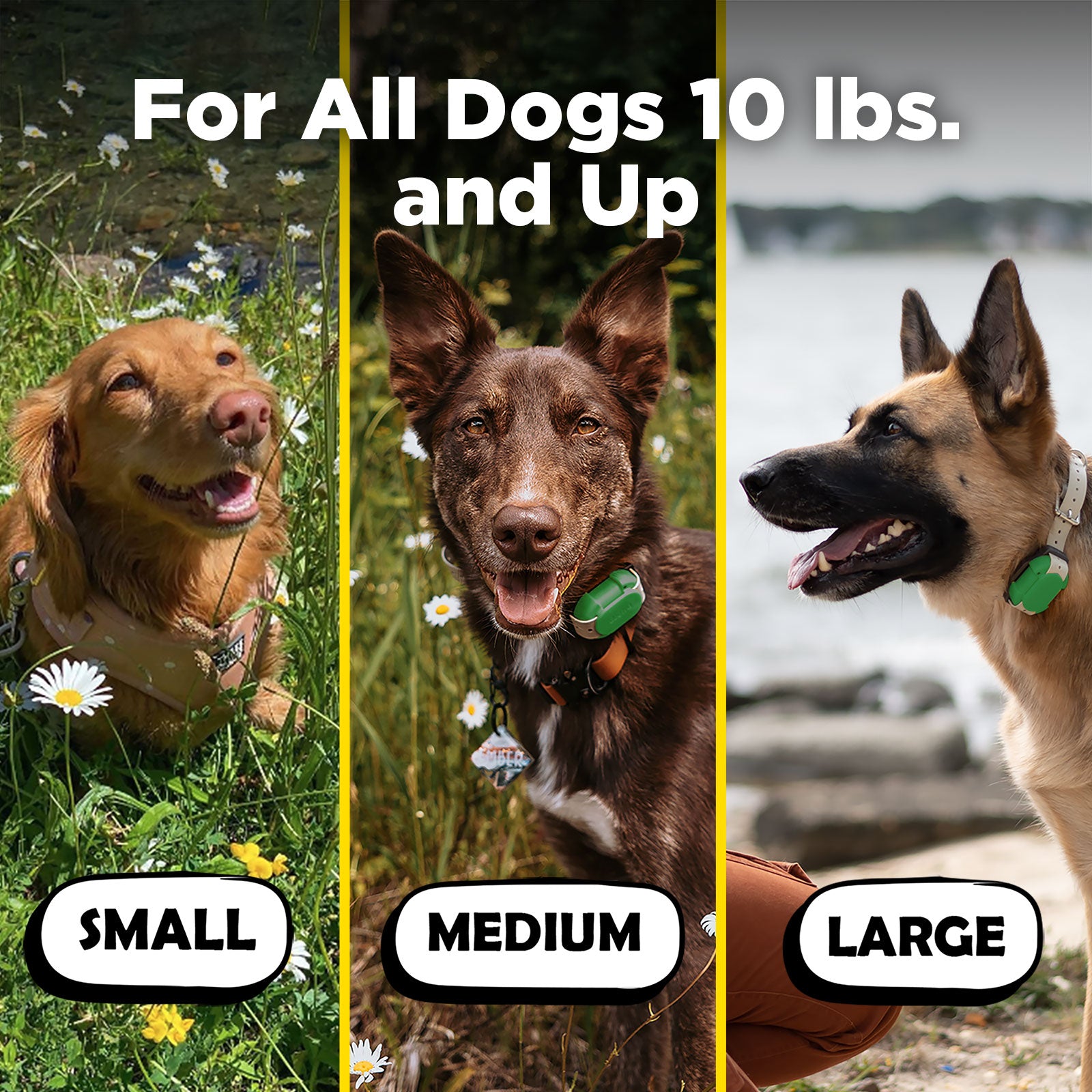 Dogtra CUE Add-On Collar - The Ultimate Off-Leash Training Solution for Active Pets