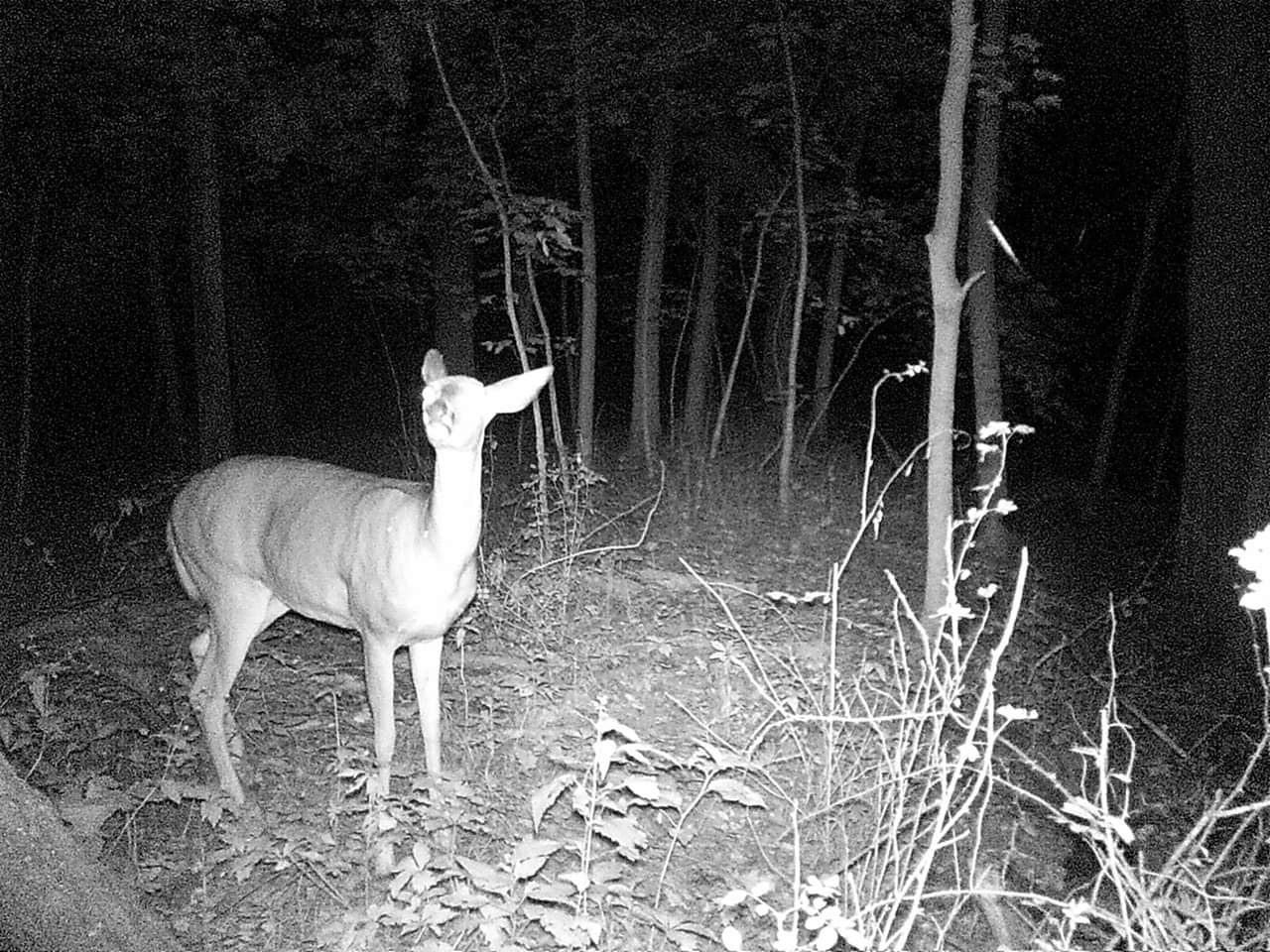 5MP Bresser Game Camera - Capture Every Moment
